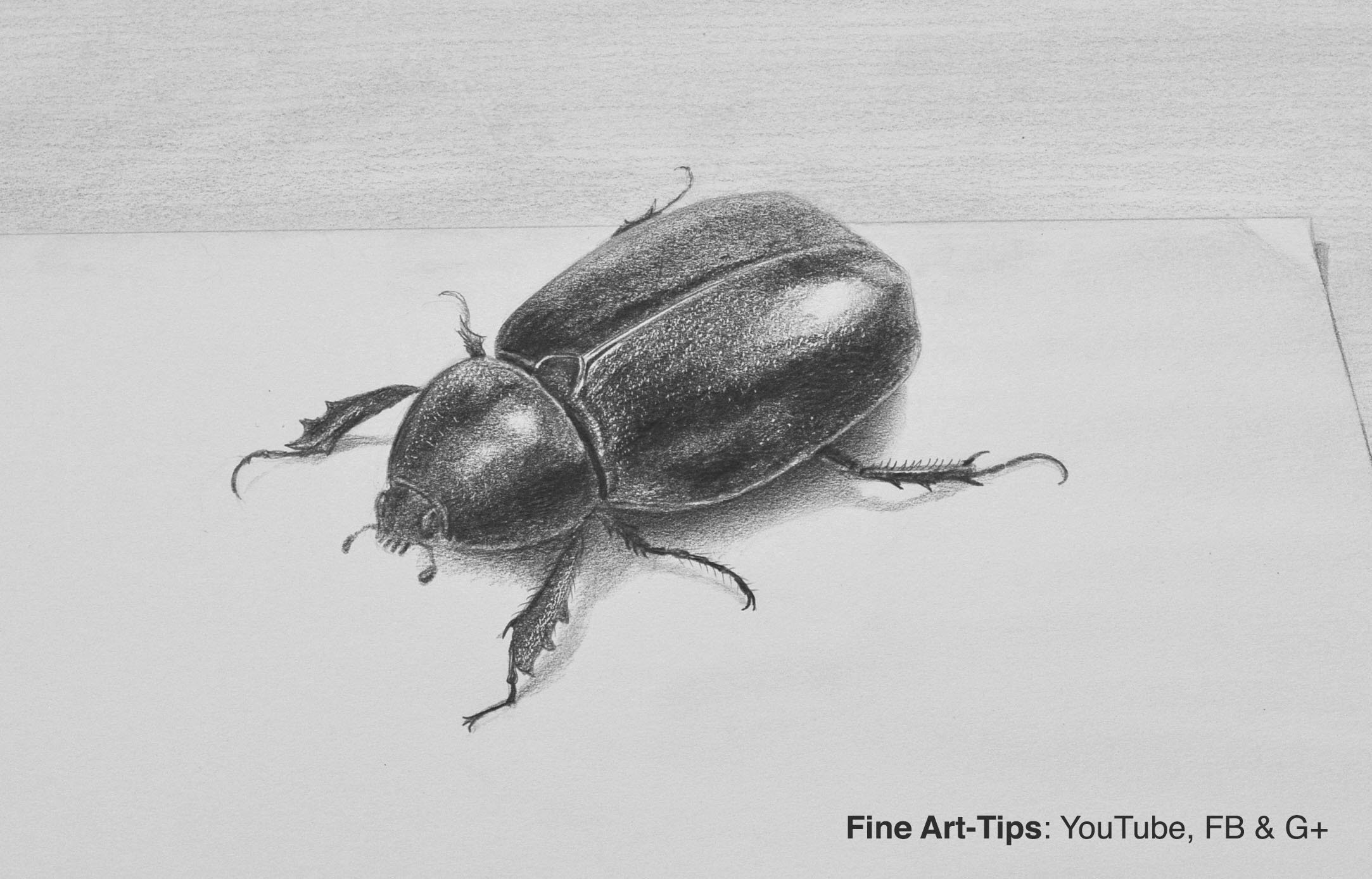 Insect Drawing High-Quality