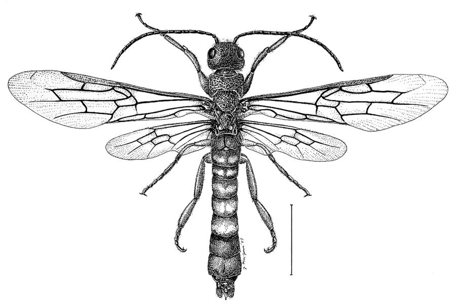 Insect Drawing Photo