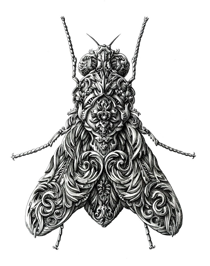 Insect Drawing Picture