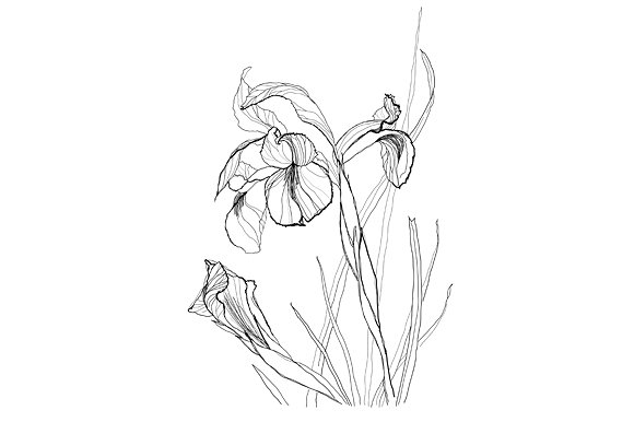 Iris Art Drawing