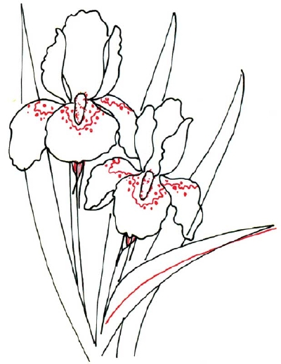 Iris Drawing Art