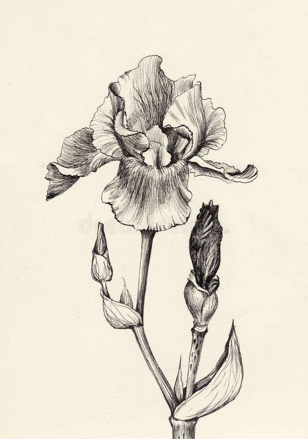 Iris Drawing Images