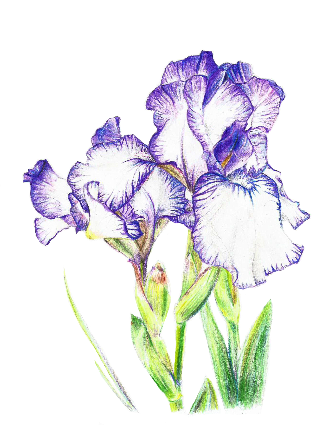 Iris Drawing Photo