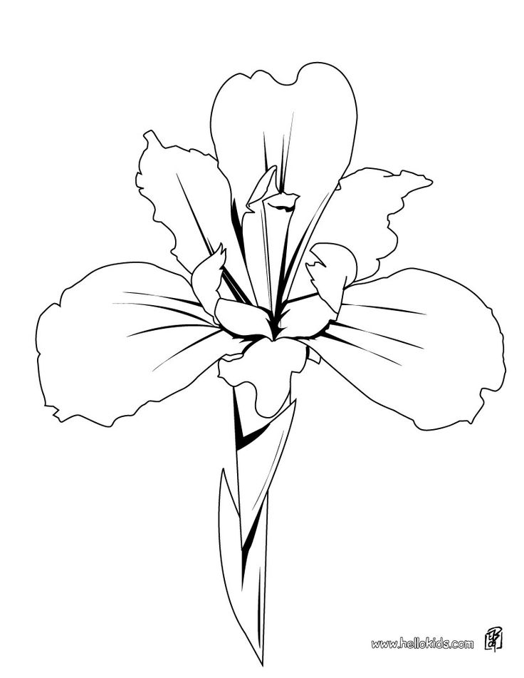 Iris Drawing Pic