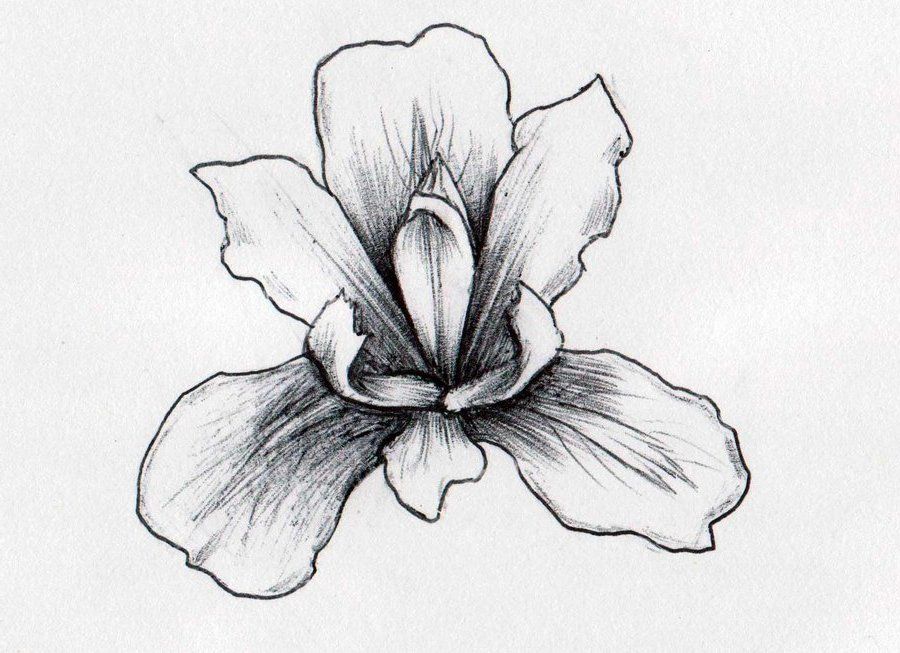 Iris Drawing Pics