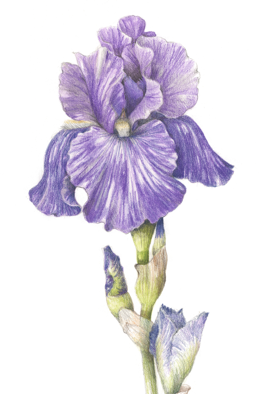 Iris Drawing Picture