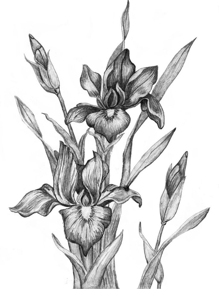 Iris Drawing