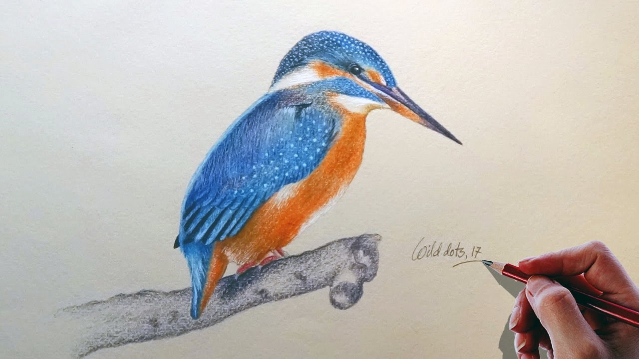 Kingfisher Art Drawing