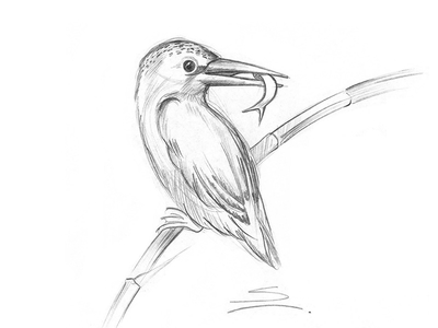 Kingfisher Drawing Beautiful Image