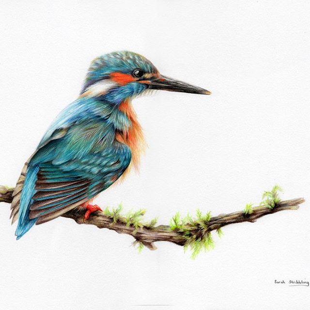 Kingfisher Drawing Best