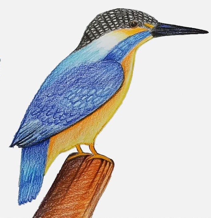 Kingfisher Drawing Creative Art