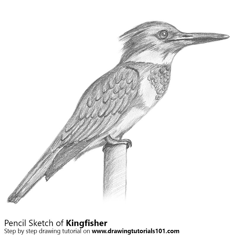 How to Draw Realistic: Kingfisher with Colored Pencils & Watercolor