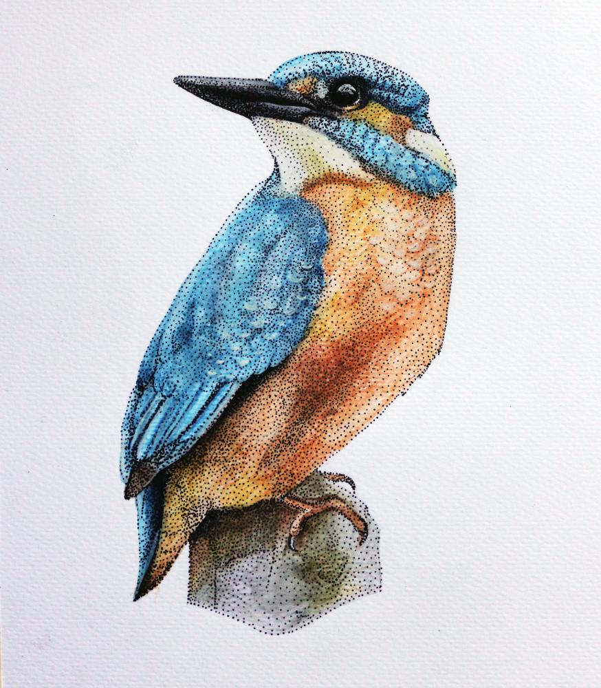 Kingfisher Drawing Image