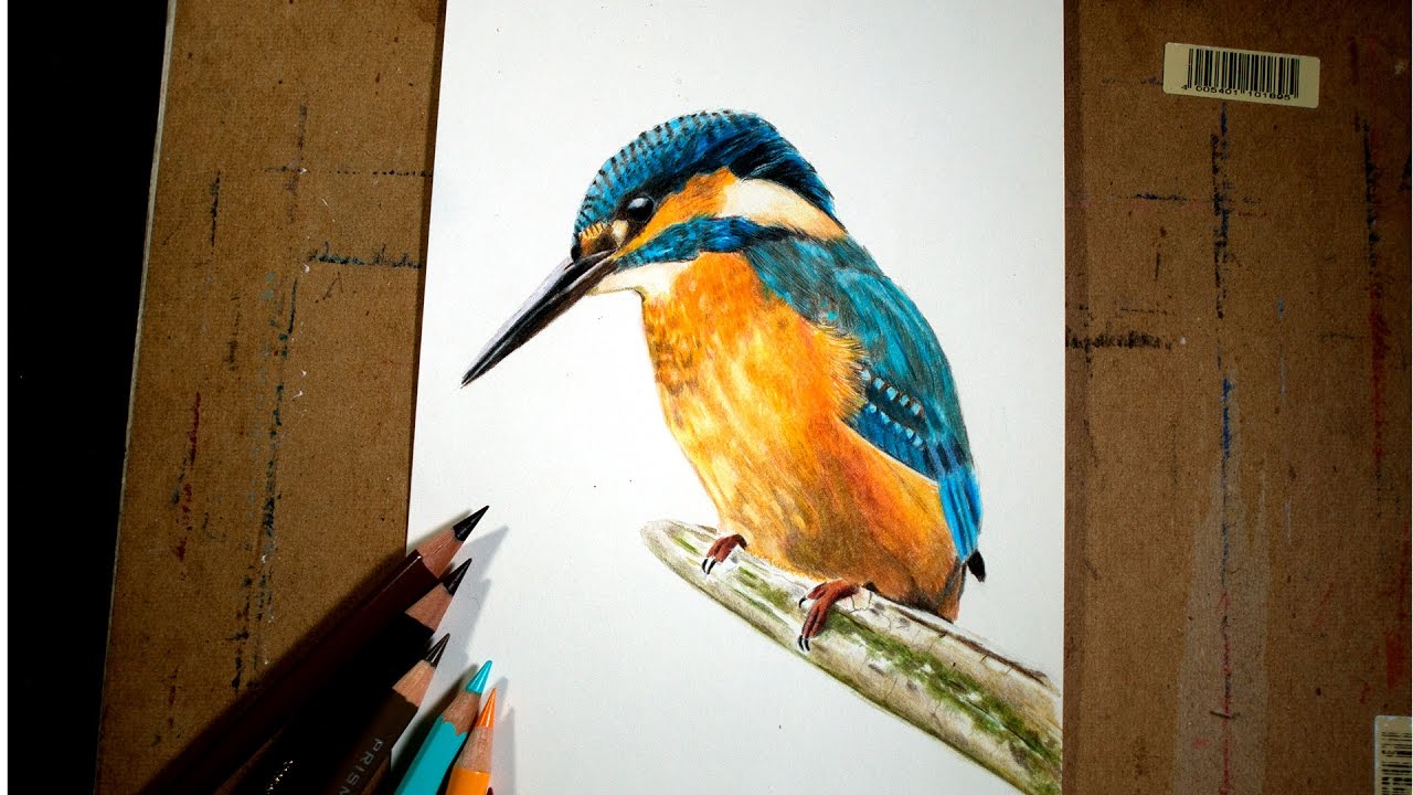 Kingfisher Drawing Images