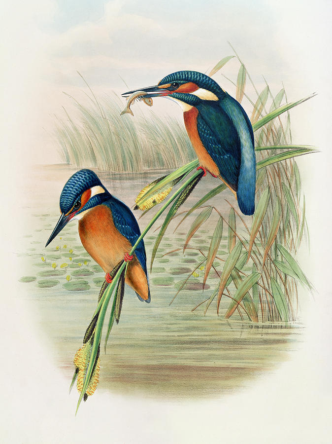 Kingfisher Drawing Photo