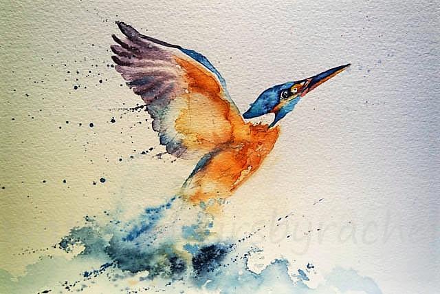 Kingfisher Drawing Photos