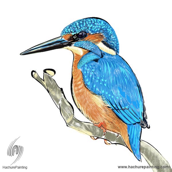 Kingfisher Drawing Pic
