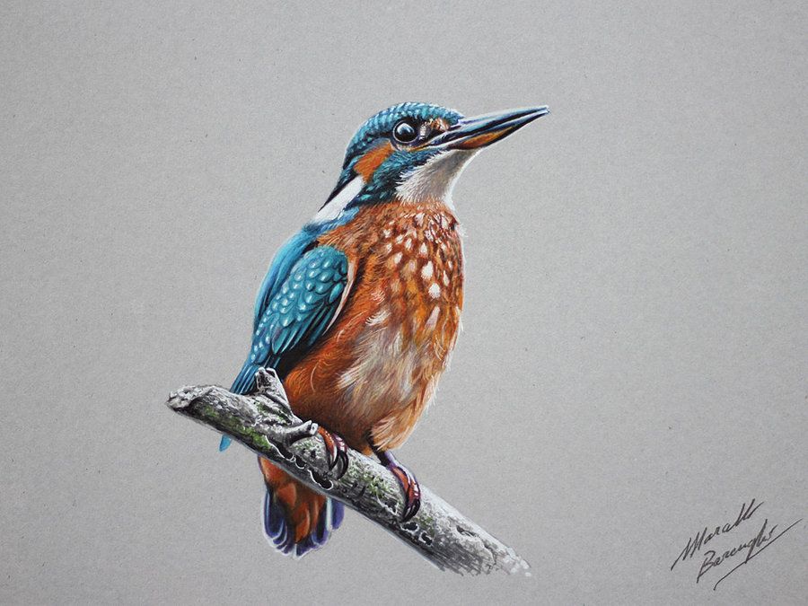 Kingfisher Drawing Pics