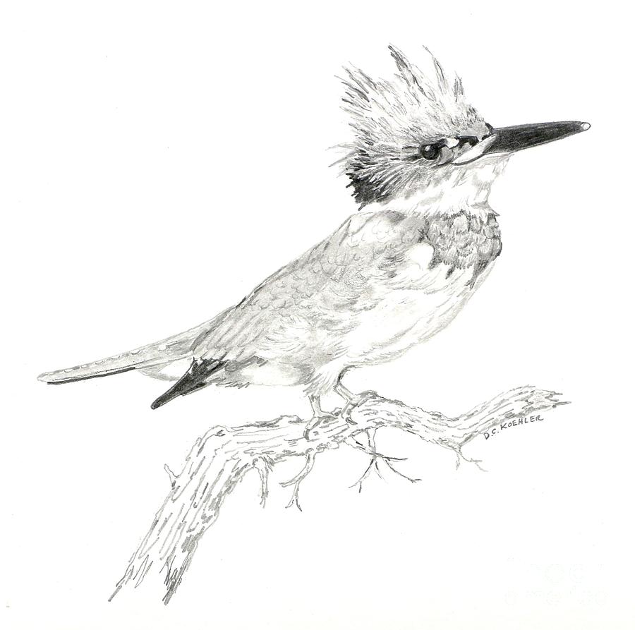 Kingfisher Drawing Picture
