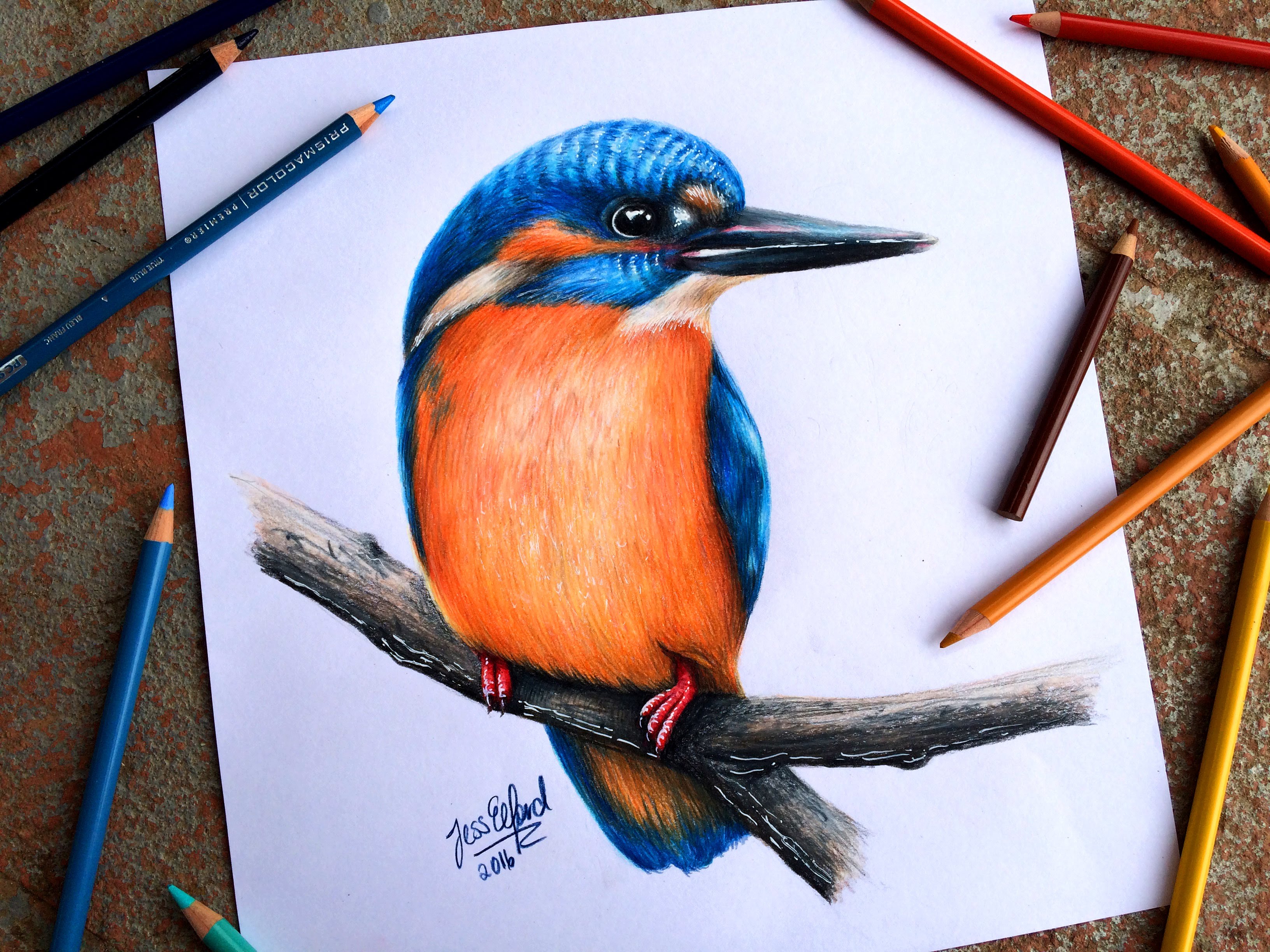 Kingfisher Drawing Pictures