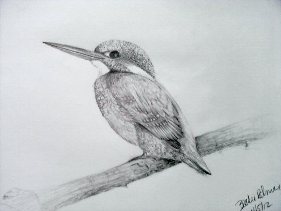 Kingfisher Drawing Realistic