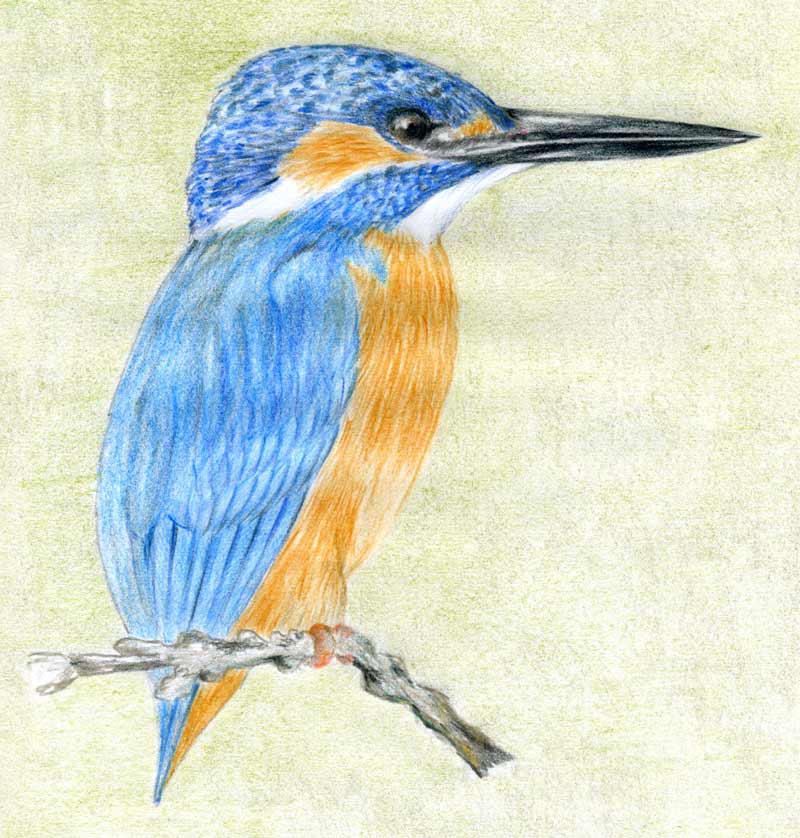 Kingfisher Drawing Sketch