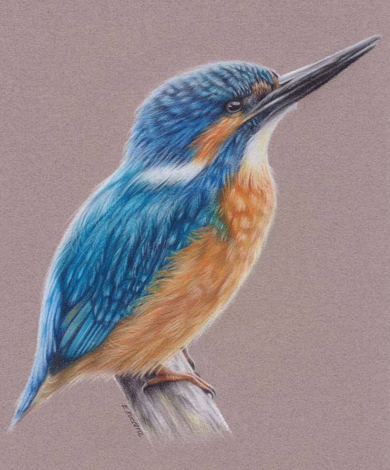 Kingfisher Drawing