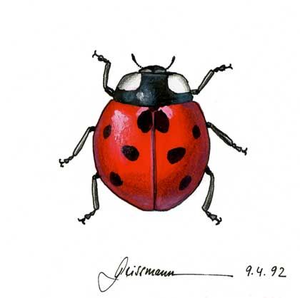 Ladybug Drawing