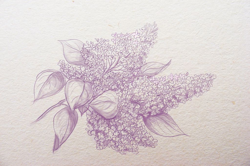 Lilac Art Drawing