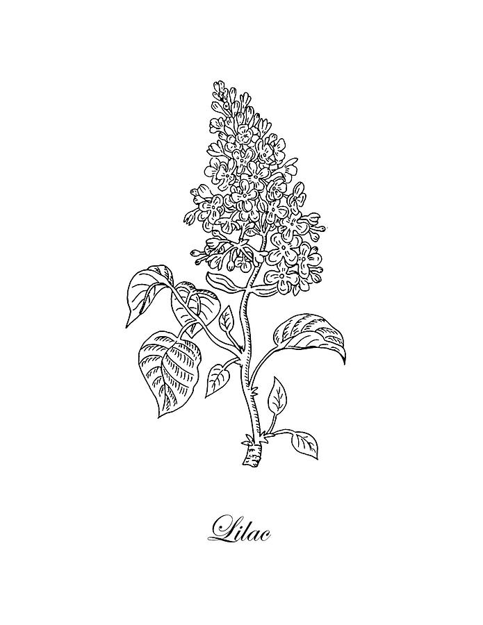 Lilac Drawing Beautiful Image