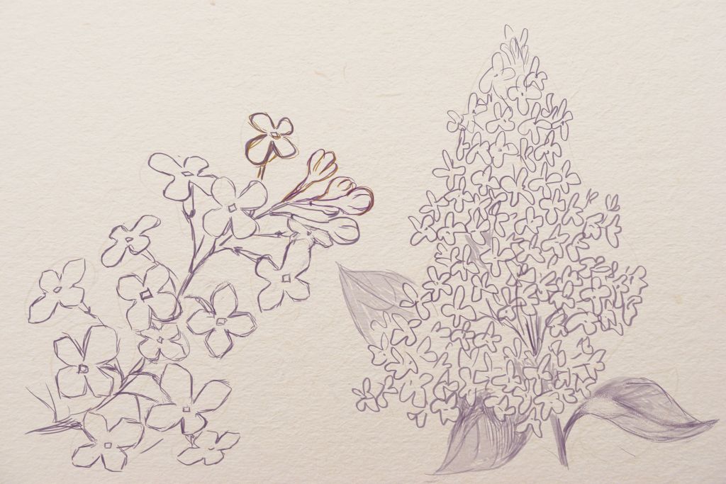 Lilac Drawing High-Quality