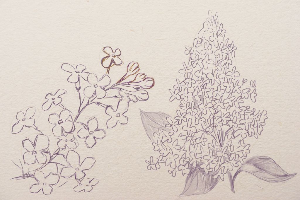 Lilac Drawing High-Quality