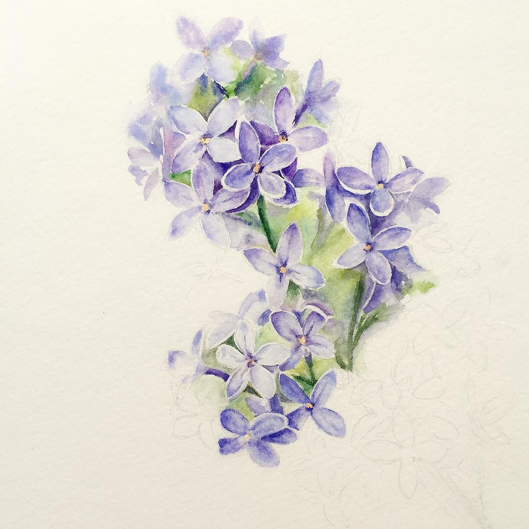 Lilac Drawing Image