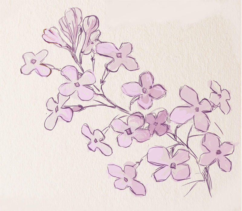 Lilac Drawing Picture