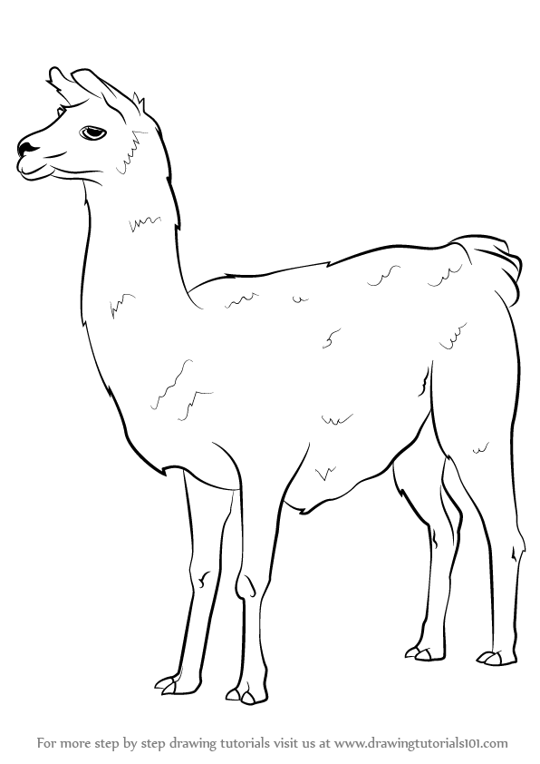 Llama Drawing Pic