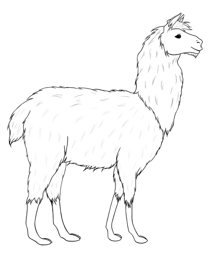Llama Drawing Pics
