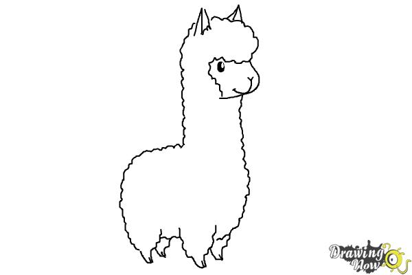 Llama Drawing Picture