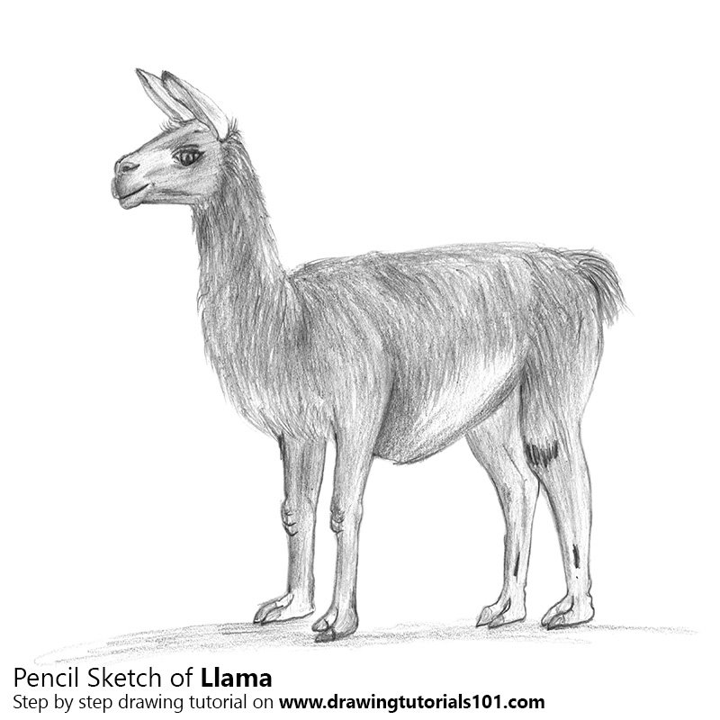 Llama Drawing Sketch