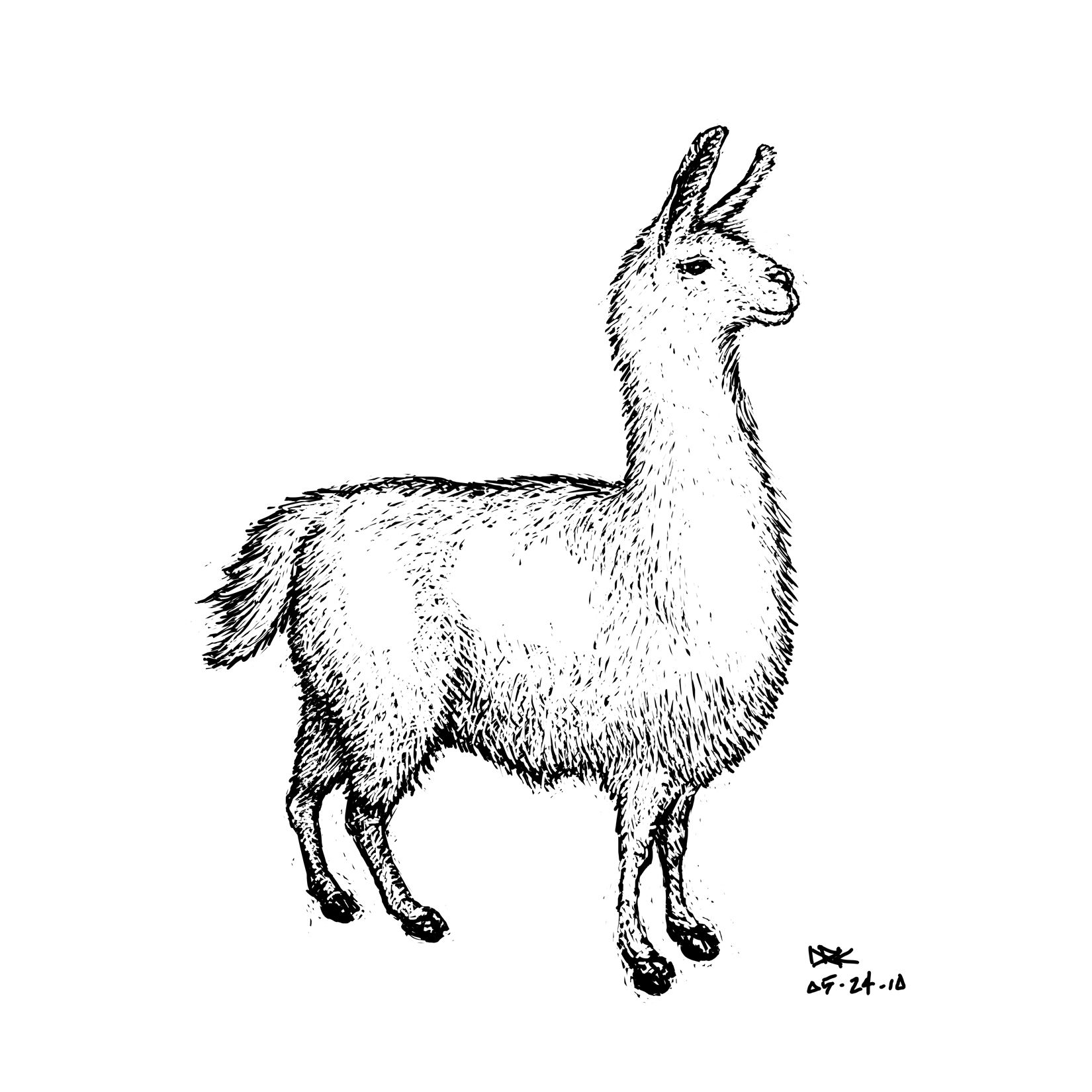 Llama Drawing