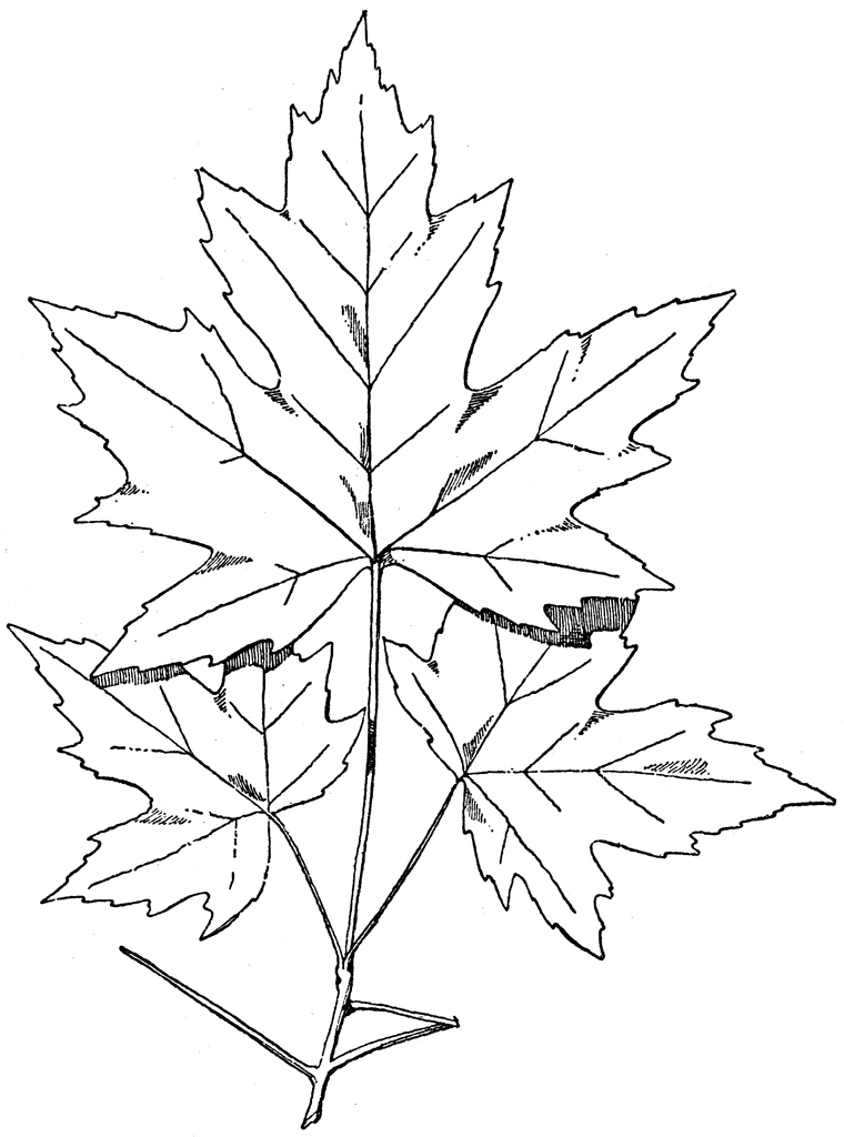 Maple Leaf Drawing Beautiful Image