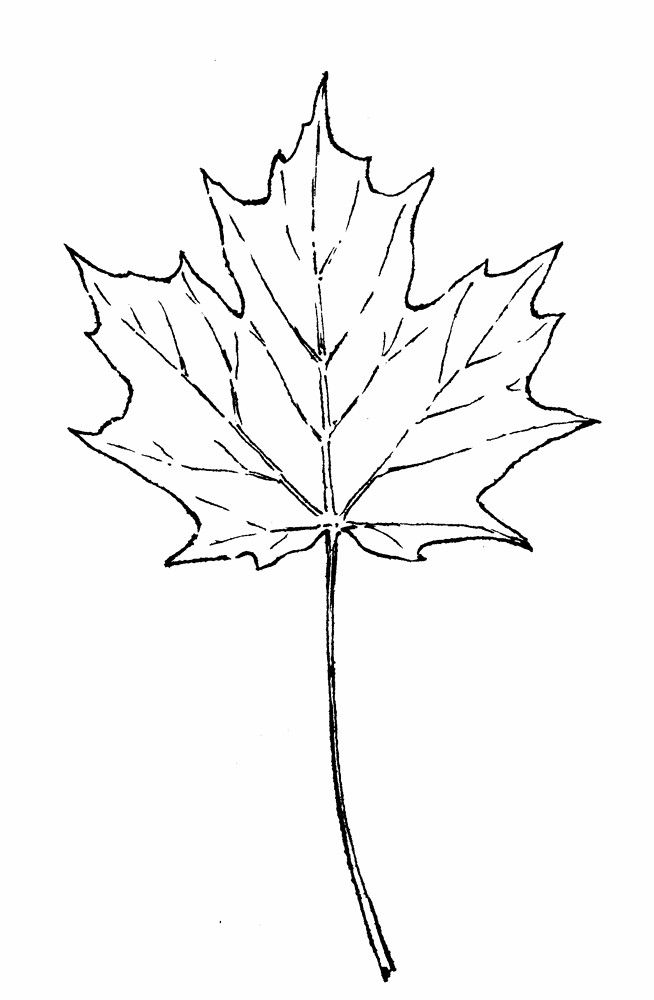 Maple Leaf Drawing Pic
