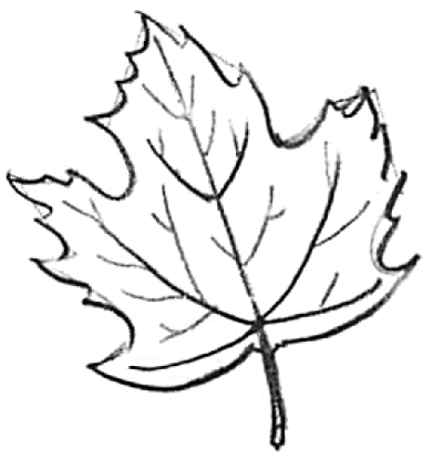 Maple Leaf Drawing Pics