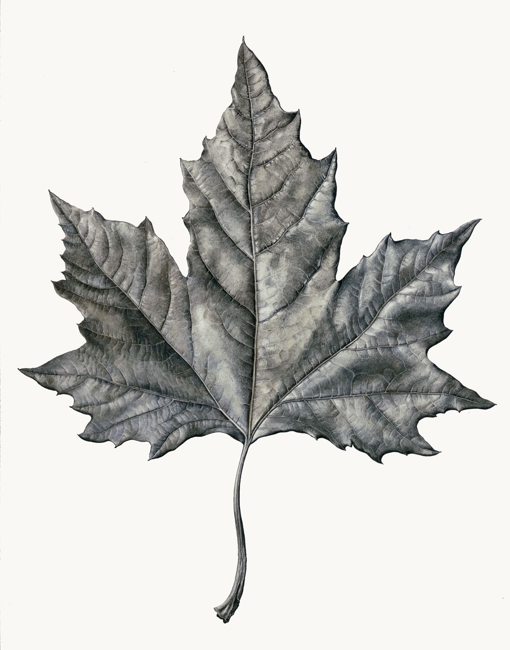 Maple Leaf Drawing Picture