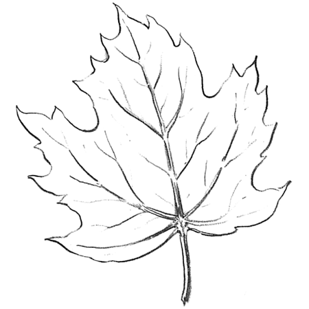 Maple Leaf Drawing Sketch