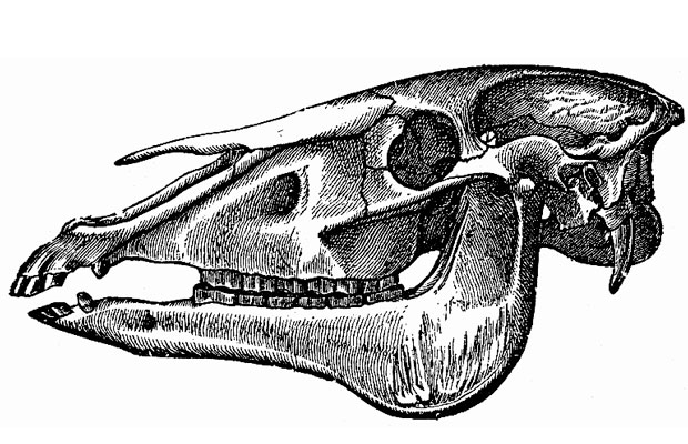 Medieval Skull Drawing Realistic