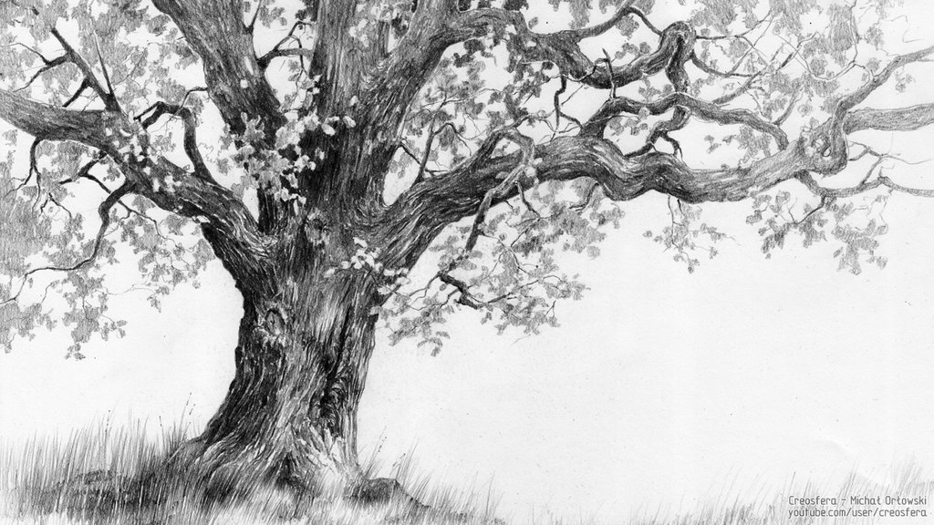 Oak Tree Drawing Amazing