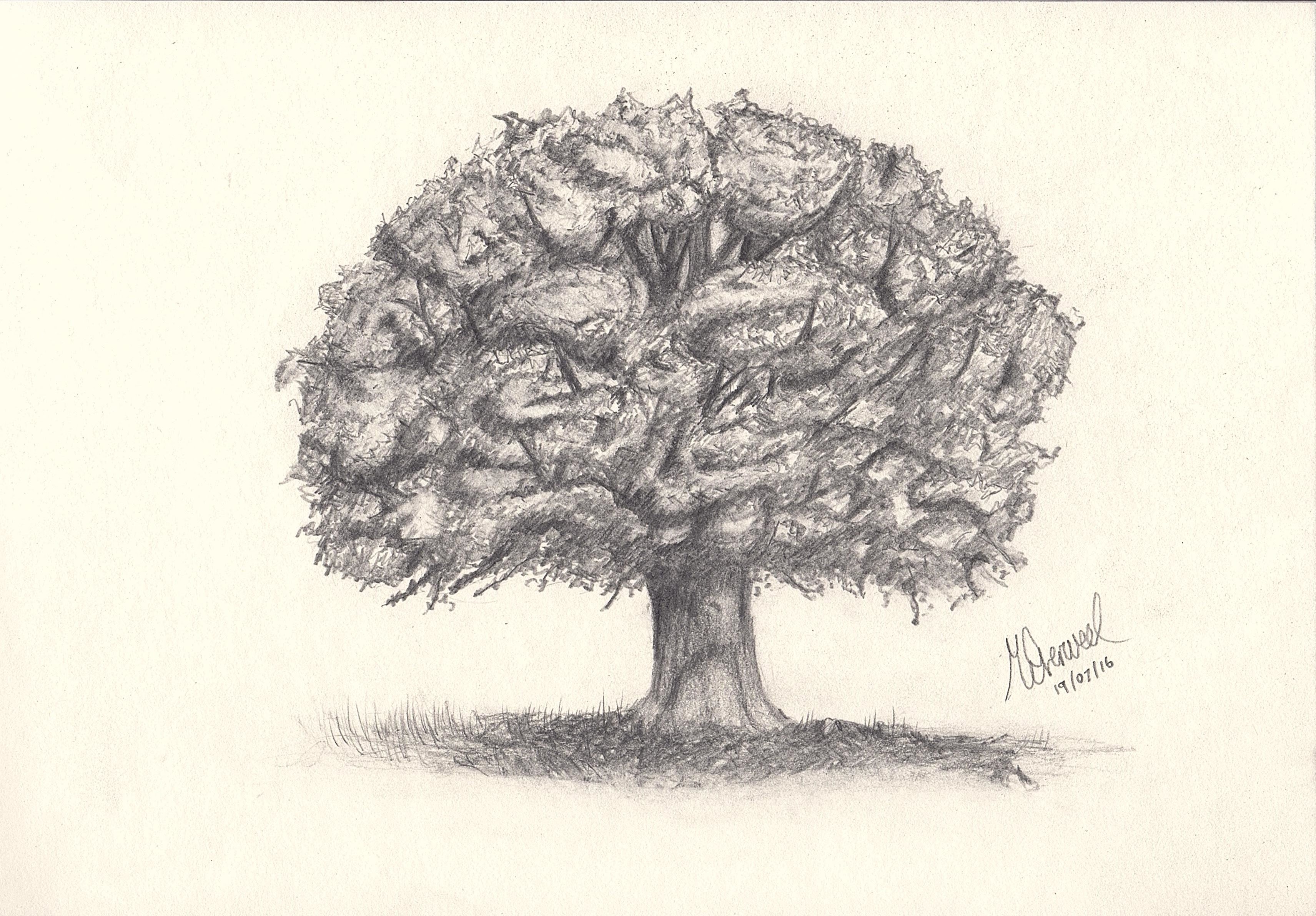 Oak Tree Drawing Beautiful Image