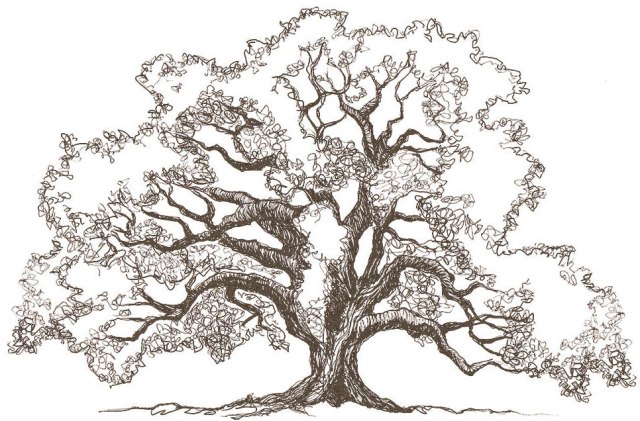 Oak Tree Drawing Best