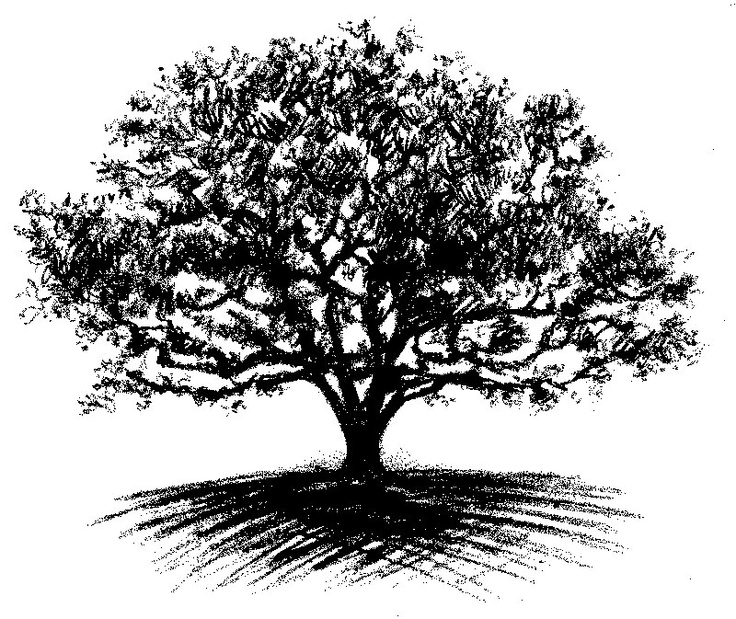 Oak Tree Drawing Image