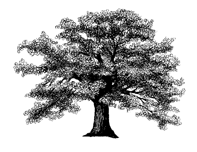 Oak Tree Drawing Photo